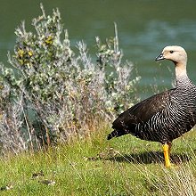 00347 - ARG - Upland goose