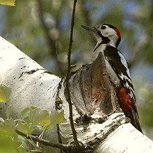 10623 - AST - Syrian woodpecker