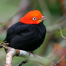 16236 - BLZ - Red-capped manakin