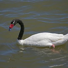 00330 - Black-necked swan - Cygnus melancoryphus - Cigno collonero