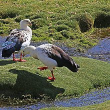 00348 - Andean goose - Chloephaga melanoptera - Oca delle Ande 2
