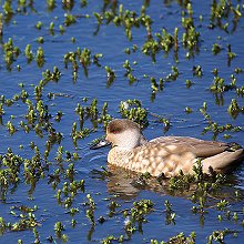 00379 - Crested duck - Lophonetta specularioides - Anatra crestata