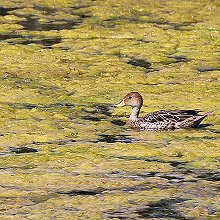 00512 - Yellow-billed pintail - Anas georgica - Codone beccogiallo