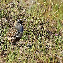 00966 - California quail - Callipepla californica - Quaglia della California