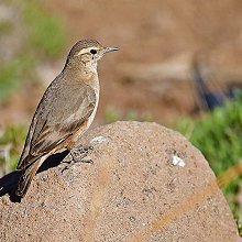 13759 - Rufous-banded miner - Geositta rufipennis - Minatore banderosse