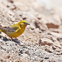 33068 - Greater yellow-finch - Sicalis auriventris - Fringuello giallo maggiore