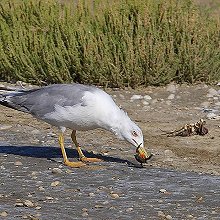 06284 - Yellow-legged Gull - Larus michahellis - Gabbiano reale