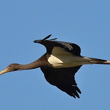 06867 - Black Stork - Ciconia nigra - Cicogna nera