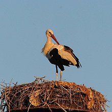 06876 - White Stork - Ciconia ciconia - Cicogna bianca