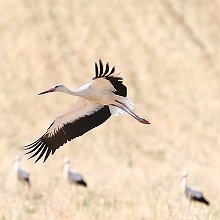 06876 - White Stork - Ciconia ciconia - Cicogna bianca