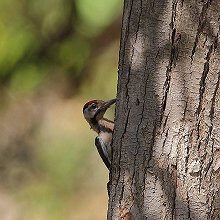 10778 - Syrian Woodpecker - Dendrocopos syriacus - Picchio di Siria