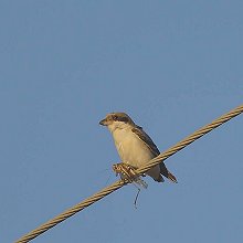 20197 - Lesser Gray Shrike - Lanius minor - Averla cenerina