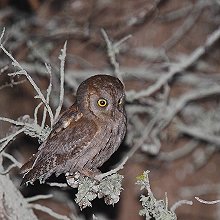 08242 - Eurasian Scops-Owl - Otus scops - Assiolo eurasiatico