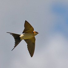 23199 - Red-rumped Swallow - Cecropis daurica - Rondine rossiccia