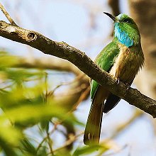 09717 - Blue-bearded Bee-eater - Nyctyornis athertoni - Gruccione barbazzurra