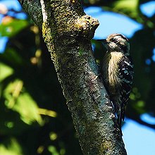 10656 - Gray-capped Woodpecker - Yungipicus canicapillus - Picchio capogrigio