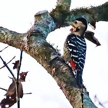 10734 - Fulvous-breasted Woodpecker - Dendrocopos macei - Picchio pettofulvo