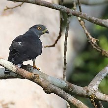 07415 - African Cuckoo-Hawk - Aviceda cuculoides - Baza africano