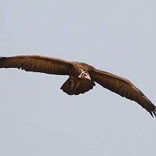 07452 - Hooded Vulture - Necrosyrtes monachus - Avvoltoio cappuccino