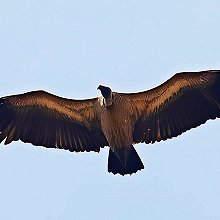 07453 - White-backed Vulture - Gyps africanus - Grifone dorsobianco