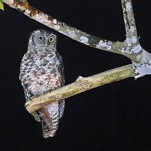 08457 - Akun Eagle-Owl - Bubo leucostictus - Gufo reale di Akun