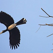 09136 - African Pied Hornbill - Lophoceros fasciatus - Bucero bianconero africano