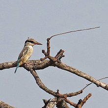 09506 - Striped Kingfisher - Halcyon chelicuti - Martin pescatore striato