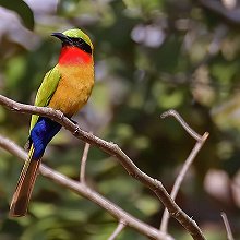 09726 - Red-throated Bee-eater - Merops bulocki - Gruccione golarossa