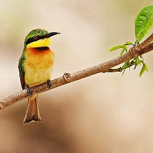 09732 - Little Bee-eater - Merops pusillus - Gruccione minore