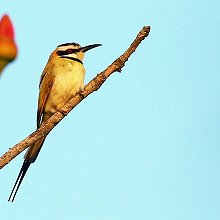 09752 - White-throated Bee-eater - Merops albicollis - Gruccione golabianca