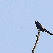 26850 - Narrow-tailed Starling - Poeoptera lugubris - Storno codastretta
