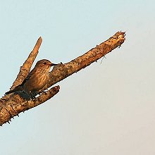 27688 - Spotted Flycatcher - Muscicapa striata - Pigliamosche eurasiatico