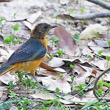 28110 - White-crowned Robin-Chat - Cossypha albicapillus - Sassicola capobianco