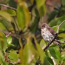 28393 - Little Pied Flycatcher - Ficedula westermanni - Balia nera