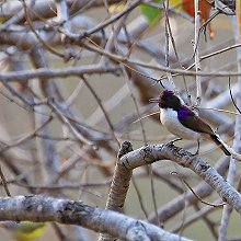 29002 - Western Violet-backed Sunbird - Anthreptes longuemarei - Nettarinia dorsoviola occidentale