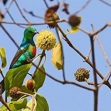 29205 - Beautiful Sunbird - Cinnyris pulchellus - Nettarinia magnifica
