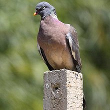 01830 - Common Wood-Pigeon - Columba palumbus - Colombaccio comune