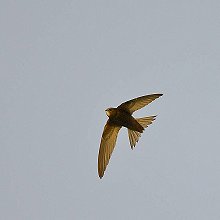 03970 - Common Swift - Apus apus - Rondone comune