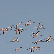 01717 - Greater Flamingo - Phoenicopterus roseus - Fenicottero maggiore