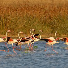 01717 - Greater Flamingo - Phoenicopterus roseus - Fenicottero maggiore (2)