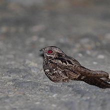 03556 - Eurasian Nightjar - Caprimulgus europaeus - Succiacapre eurasiatico