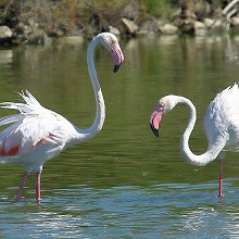 01717 - Greater Flamingo - Phoenicopterus roseus - Fenicottero maggiore