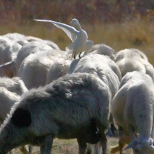 07170 - Cattle Egret - Bubulcus ibis - Airone guardabuoi