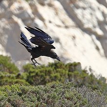 20703 - Common Raven - Corvus corax - Corvo imperiale