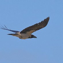 20659 - Hooded Crow - Corvus cornix - Cornacchia grigia