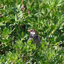30345 - Spanish Sparrow - Passer hispaniolensis - Passera sarda