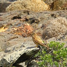 11376 - Eurasian Kestrel - Falco tinnunculus - Gheppio comune