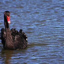 00331 - Black Swan - Cygnus atratus - Cigno nero