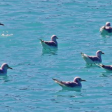 06215 - Black-billed Gull - Chroicocephalus bulleri - Gabbiano becconero