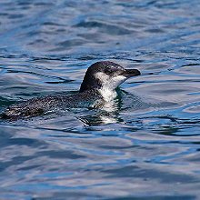 06559 - Little Penguin - Eudyptula minor - Pinguino minore